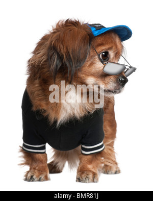 Rocé chien dans des vêtements et des lunettes in front of white background Banque D'Images