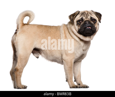 Le PUG, 3 ans, in front of white background Banque D'Images