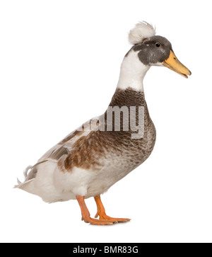 Crested Duck mâle, 3 ans, standing against white background Banque D'Images