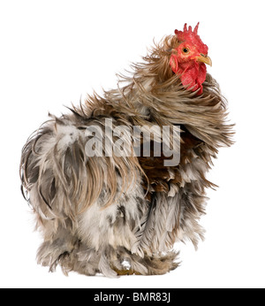 Coq à plumes frisées Pekin, 1 ans, standing against white background Banque D'Images