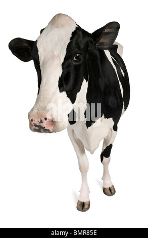 La vache Holstein, 5 ans, standing against white background Banque D'Images