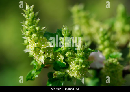 Ribes alpinum groseillier à fleurs de montagne fleurs mâles plante arbuste dioïque de feuillus Banque D'Images