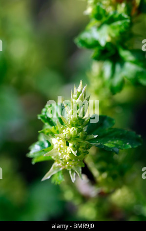 Ribes alpinum groseillier à fleurs de montagne fleurs mâles plante arbuste dioïque de feuillus Banque D'Images