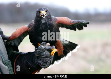 buse de Harris Banque D'Images