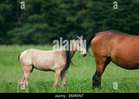 poulain Akhal-teke Banque D'Images