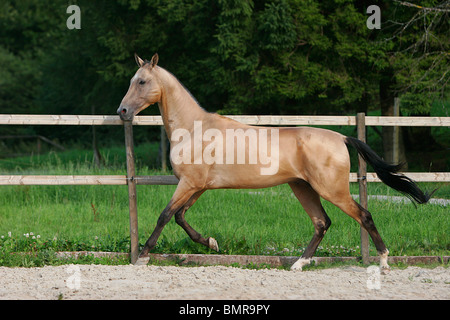 Akhal-teke Banque D'Images