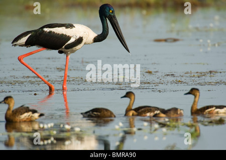 Black-necked Stork Cigogne jabiru Ephippiorhynchus asiaticus ou le Parc National de Kakadu en Australie Banque D'Images