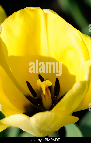 Tulipa darwin hybride groupe daydream 1 fleurs jaune-citron fleur Banque D'Images