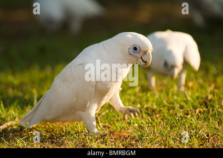 Peu de Corella Cacatua sanguinea Australie Banque D'Images