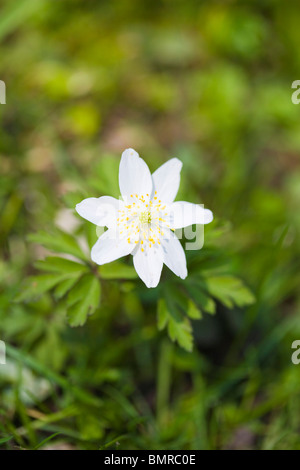 Anémone des bois Anemone nemorosa. Ranunculaceae Banque D'Images