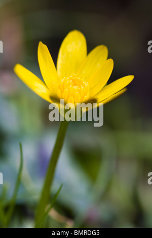 Lesser celandine, Ranunculus ficaria, Ficaria grandiflora, Ficaria verna Banque D'Images