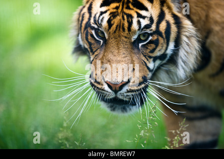 Portrait de tigre de Sumatra à la recherche d'un air menaçant vers la caméra Banque D'Images