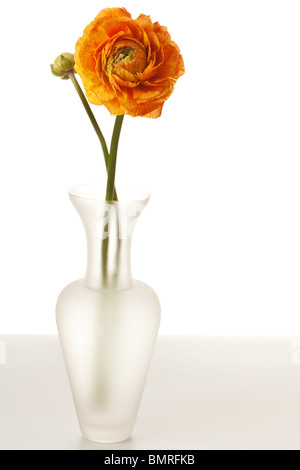 Ranunculus Orange sur table isolé sur fond blanc Banque D'Images