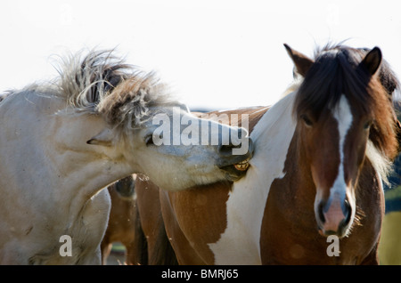 L'équitation dans le sud de l'Islande. Fossness ferme. Le chef de l'aide d'une bite lâche les chevaux pour contrôler l'équipe. Banque D'Images