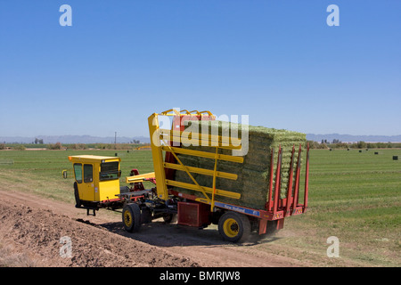 Domaine elévateurs recueillir de grandes 1 800 lbs bottes de foin d'un champ de luzerne dans la Vallée impériale de la Californie du Sud. Banque D'Images