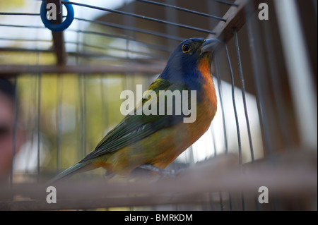 Dans la cage d'oiseaux migrateurs Banque D'Images