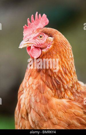 Un hybride de Rhode Island Red Hen poulet (Gallus gallus domesticus) sur une ferme dans le Lincolnshire, Angleterre Banque D'Images