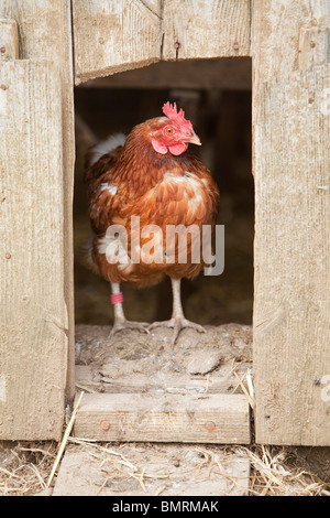 Un hybride de Rhode Island Red Hen poulet (Gallus gallus domesticus) sur une ferme dans le Lincolnshire, Angleterre Banque D'Images