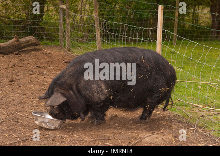 Un cochon noir au Moo jouer Farm à Brampton dans Suffolk , Bretagne , France Banque D'Images