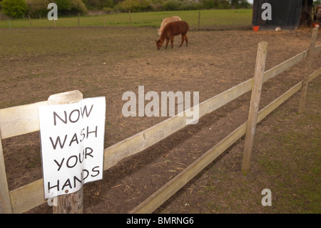 Lavez-vous les mains un panneau près de l'alpagas à la ferme jouer Moo à Brampton dans Suffolk , Bretagne , France Banque D'Images