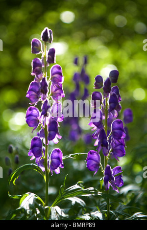 Monkshood Aconitum napellus (commune) Banque D'Images