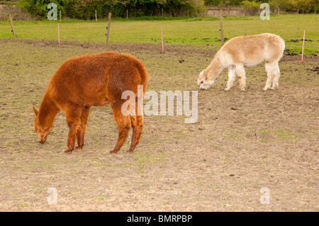 Les alpagas à la ferme jouer Moo à Brampton dans Suffolk , Bretagne , France Banque D'Images