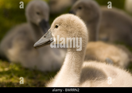 Un groupe de jeunes cygnets assis sur l'herbe dans un parc de Londres. Banque D'Images