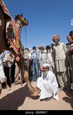 Exposition de chameau. Le bétail Nagaur juste. Le Rajasthan. L'Inde Banque D'Images