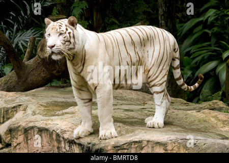 Tigre du Bengale Banque D'Images