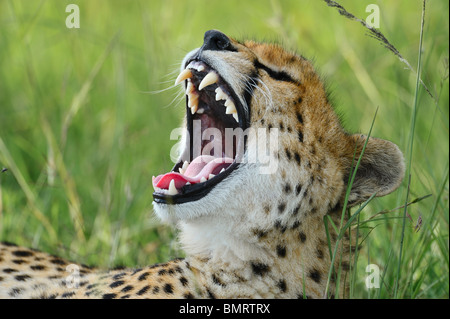 Le guépard, Acinonyx jubatus, bâillements, Masai Mara National Reserve, Kenya Banque D'Images