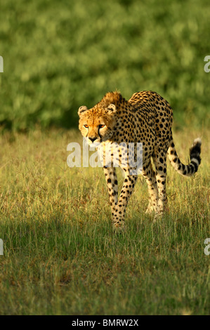 Le guépard, Acinonyx jubatus, Masai Mara National Reserve, Kenya Banque D'Images