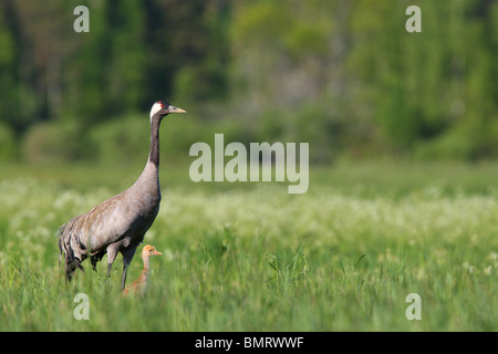 Des profils Grue cendrée (Grus grus) avec son poussin. Banque D'Images