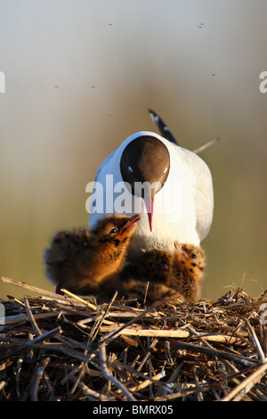 Des profils Mouette rieuse (Larus ridibundus) à son jeune. L'Europe Banque D'Images