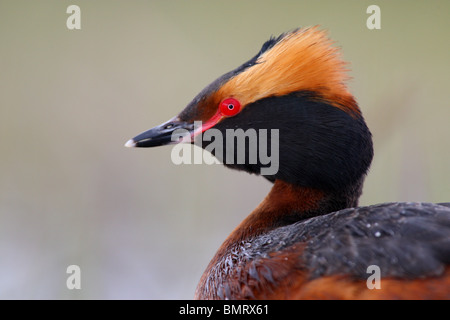 Portrait de Naples Grèbe esclavon (Podiceps auritus), Printemps 2010 Banque D'Images