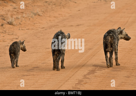 L'Hyène tachetée (Crocuta crocuta) - trois oursons hyène marche sur route - Tsavo East National Park, Kenya, Afrique de l'Est, Afrique Banque D'Images