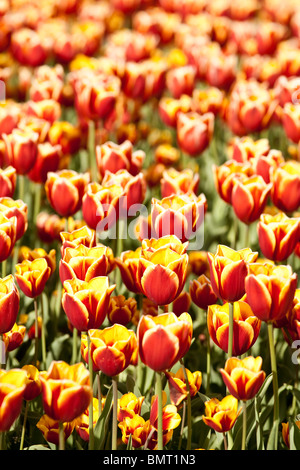 Lit de la fleur fraîche de belles tulipes dans un jardin Banque D'Images