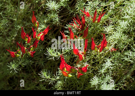 Lotus berthelotii, Heinekenia berthelotii, Lotus peliorhynchus Röd, duvnäbb, Parrot's Beak, lotus, fleur de vigne, bec de Pelican, gem corail endémique, canaries, rampante, en retrait, les fleurs rouges, plantes ornementales, tolérante à la sécheresse, Evergreen, pérenne, Fabaceae, légumineuses, légumes, haricots, pois, Fabales famille, plante à fleurs, ärtordningen, Banque D'Images