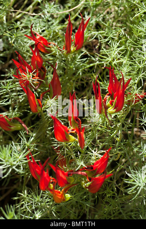 Lotus berthelotii, Heinekenia berthelotii, Lotus peliorhynchus Röd, duvnäbb, Parrot's Beak, lotus, fleur de vigne, bec de Pelican, gem corail endémique, canaries, rampante, en retrait, les fleurs rouges, plantes ornementales, tolérante à la sécheresse, Evergreen, pérenne, Fabaceae, légumineuses, légumes, haricots, pois, Fabales famille, plante à fleurs, ärtordningen, Banque D'Images