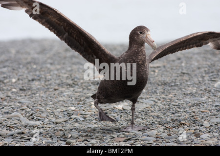 Pétrel géant (Macronectes giganteus) étend ses ailes sur la plage en Géorgie du Sud Banque D'Images