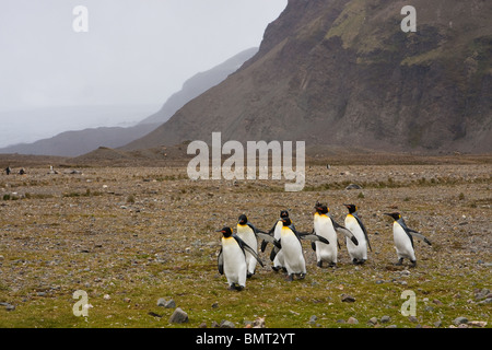 Une colonne de manchots royaux (Aptenodytes patagonicus) en Géorgie du Sud Banque D'Images