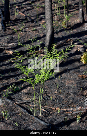 La forêt de pins gris fraîchement brûlés Pinus banksiana avec grande fougère Pteridium aquilinum Northern Michigan USA Banque D'Images