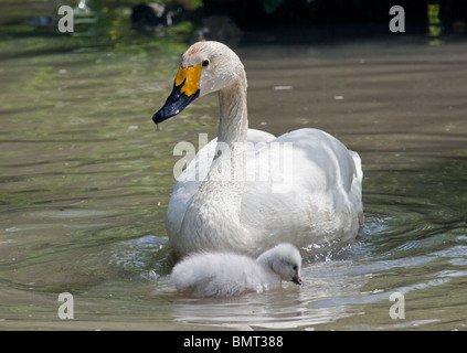 Le cygne de Bewick (Cygnus columbianus bewickii) et cygnet. UK Banque D'Images