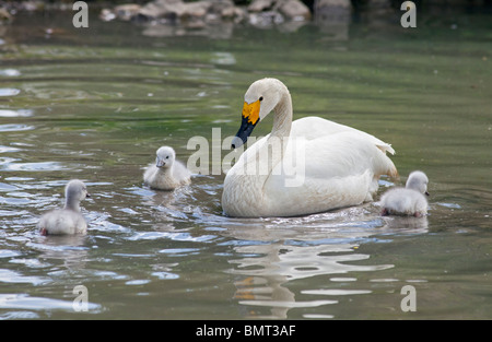 Le cygne de Bewick (Cygnus columbianus bewickii) et cygnets. UK Banque D'Images