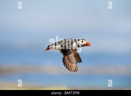 Macareux en vol - Macareux moine (Fratercula arctica) voler dans un ciel clair Banque D'Images