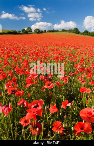 Affichage spectaculaire de des coquelicots sauvages lors d'une réserve naturelle en anglais Banque D'Images