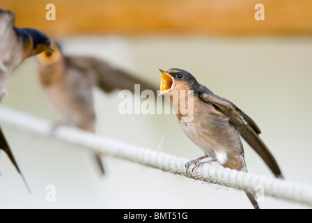 Welcome Swallow Hirundo neoxena juvenile appelant à Mareeba Wetlands Queensland Australie parent Banque D'Images