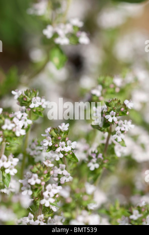 Thym commun, Thymus vulgaris, en fleurs au début de l'été Banque D'Images