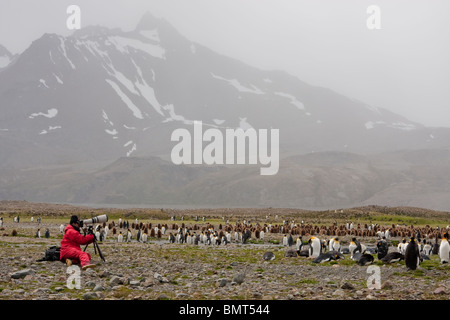 Photographe à une colonie de pingouins roi en Géorgie du Sud Banque D'Images