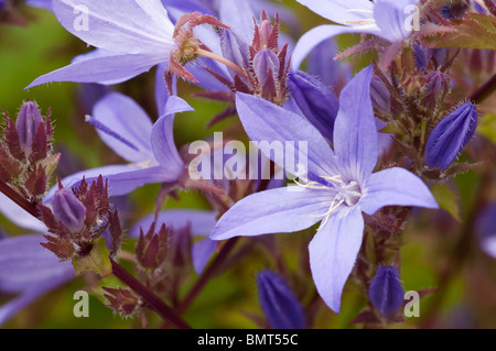 Bellflower Campanula poscharskyana arrière, Banque D'Images