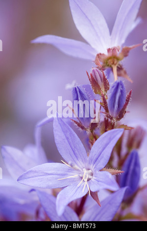 Bellflower Campanula poscharskyana arrière, Banque D'Images